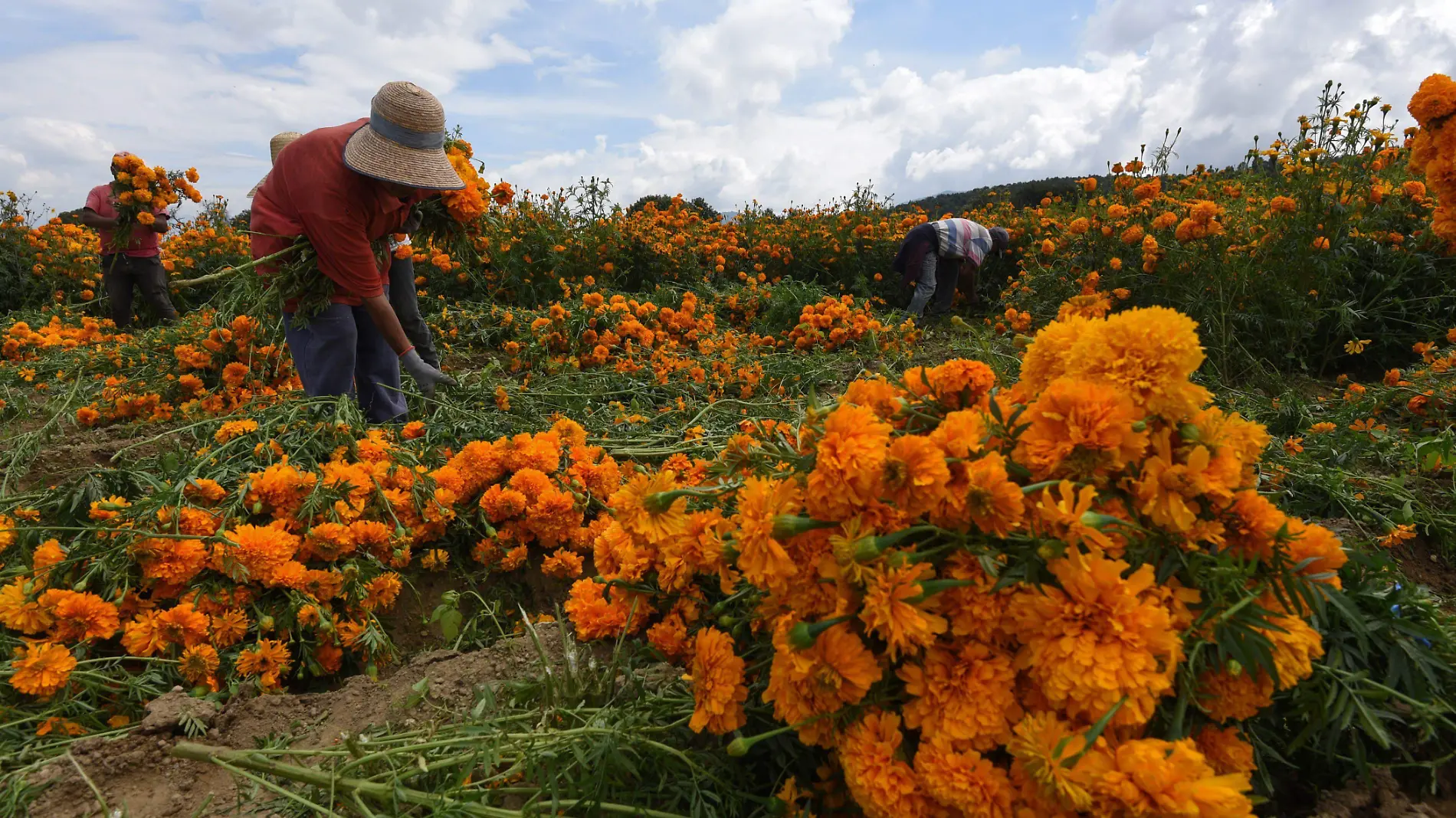 Su producción también se lleva a cabo en otras naciones